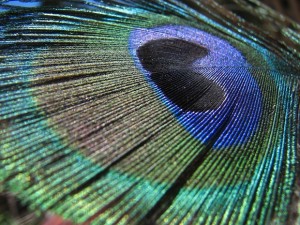 peacockfeather